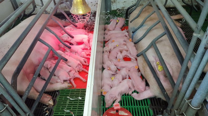 Figure 6. Narrow farrowing pens or narrow heat mats must not be used with hyperprolific sows. This way we will prevent high mortality due to piglets being laid on.