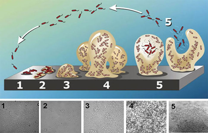 Photo 1. Schematic representation of biofilm formation. From bacterial attachment to the surface, to mature biofilm formation formed of polysaccharide. "Mushroom" shape prior to detachment. Source: Abraham Adu-Gyamfi