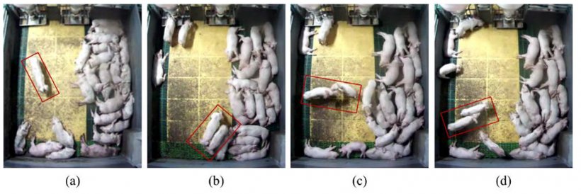 Figure 1: Image analysis to detect behaviours among pigs: (a) Normal: walking alone; (b) Normal: walking together (c) Aggression: head-to-head fighting, and (d) Aggression: chasing. Source: Lee et al. 2016.