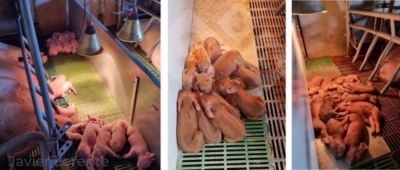 Photo 5. Piglets at a comfortable temperature (right), overheated (left), or cold (center). Poor thermal control in the farrowing room increases the likelihood of digestive problems.