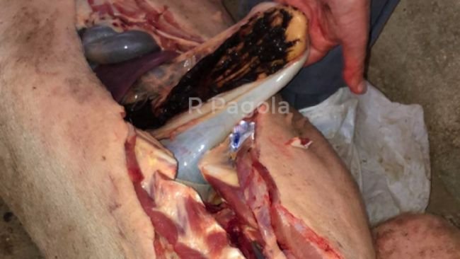 Photo 3. Hemorrhagic gastric ulcer of an affected pig.