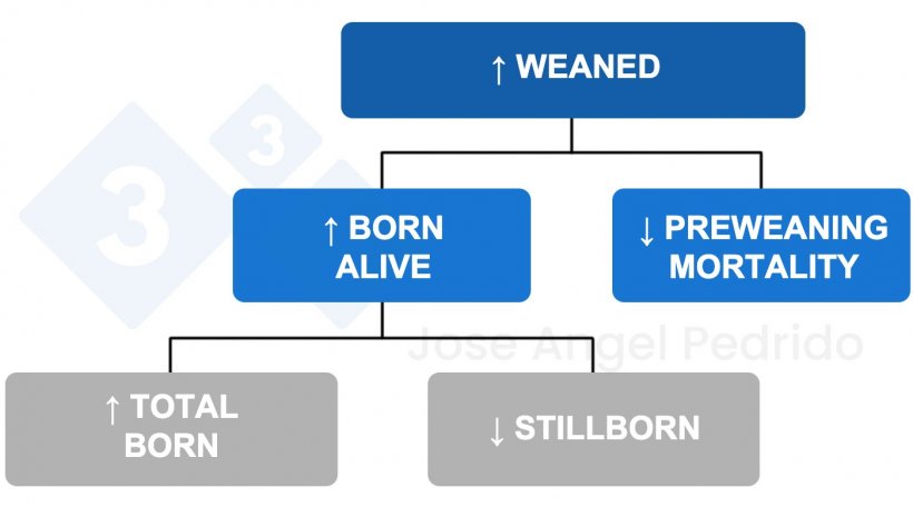 Figure 1. Decision tree for increasing piglets weaned.