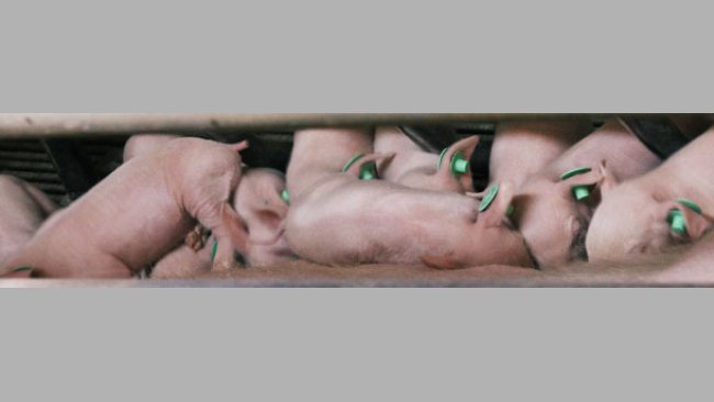Piglets